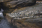 Rockhopper Penguins