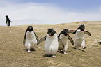 Rockhopper Penguins