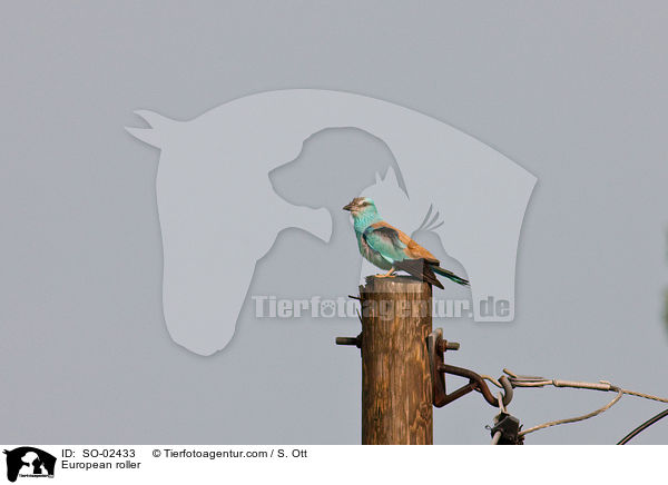 Blauracke / European roller / SO-02433