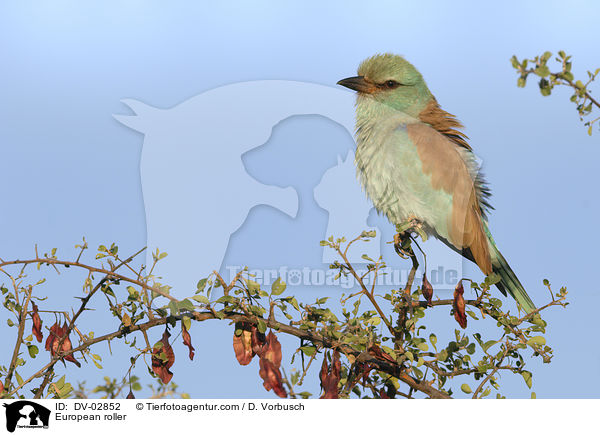 Blauracke / European roller / DV-02852