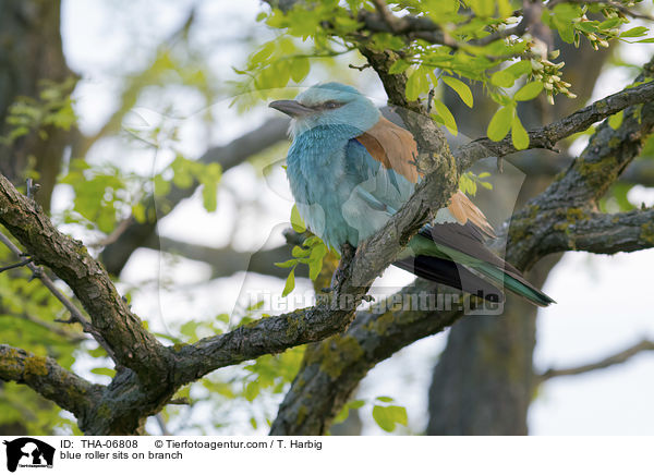 blue roller sits on branch / THA-06808