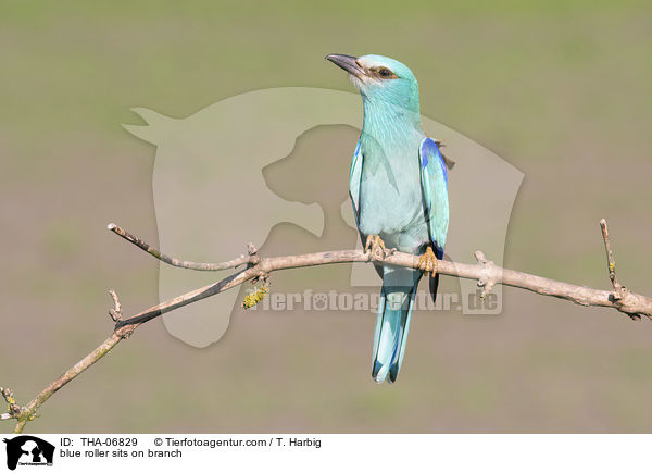 Blauracke sitzt auf Zweig / blue roller sits on branch / THA-06829