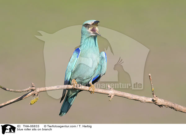 blue roller sits on branch / THA-06833