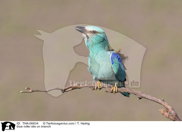 blue roller sits on branch / THA-06834
