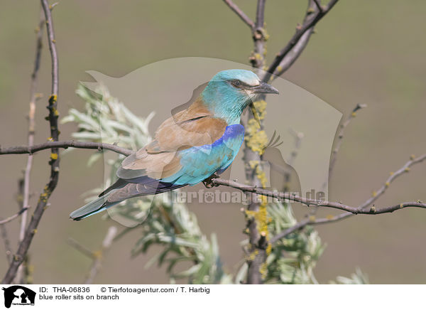 Blauracke sitzt auf Zweig / blue roller sits on branch / THA-06836