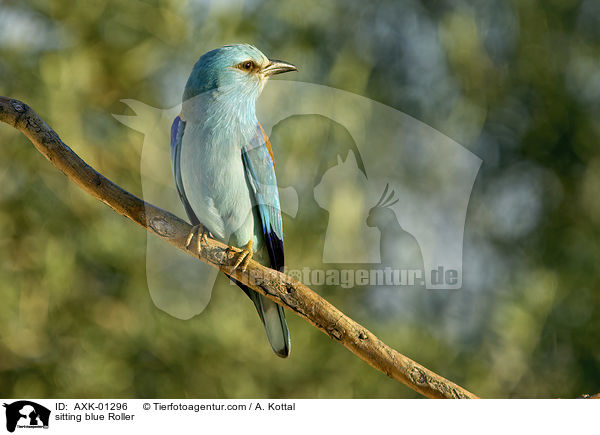 sitting blue Roller / AXK-01296