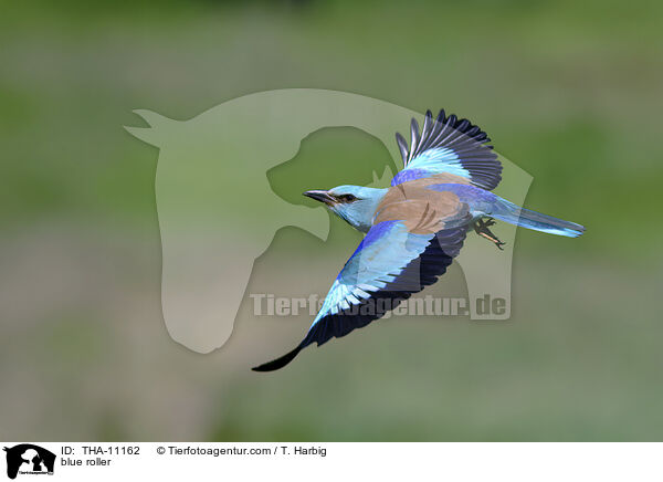 Blauracke / blue roller / THA-11162