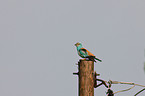 European roller