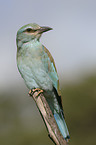 European roller