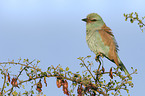 European roller