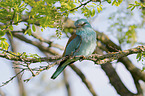 blue roller sits on branch
