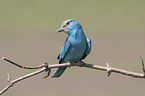blue roller sits on branch