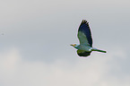 flying blue roller