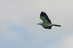 flying blue roller