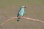 blue roller sits on branch