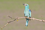 blue roller sits on branch