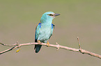 blue roller sits on branch