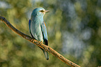 sitting blue Roller