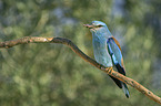 sitting blue Roller