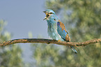 sitting blue Roller