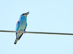 sitting blue Roller