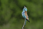 blue roller
