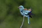 blue roller