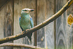 european roller
