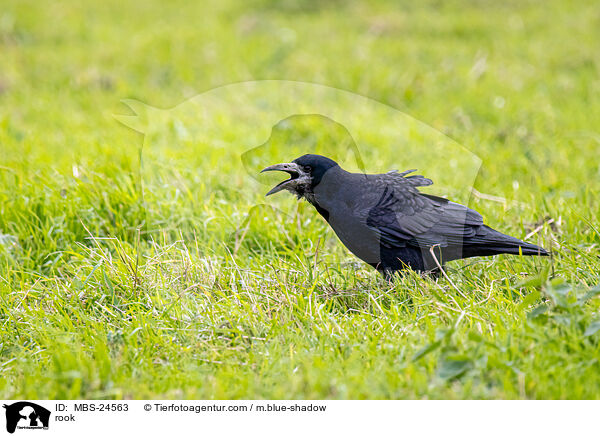 rook / MBS-24563