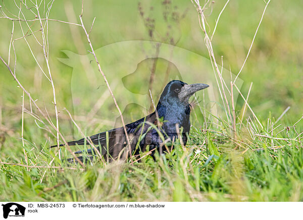 Saatkrhe / rook / MBS-24573