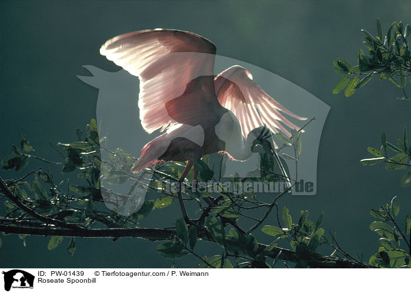 Rosa Lffler / Roseate Spoonbill / PW-01439