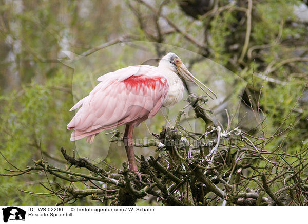 Rosalffler / Roseate Spoonbill / WS-02200