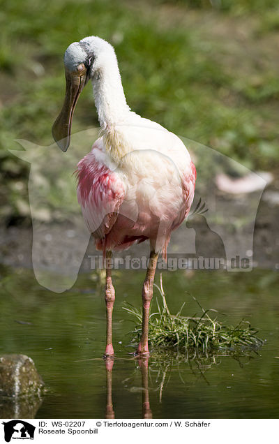 Rosalffler / Roseate Spoonbill / WS-02207