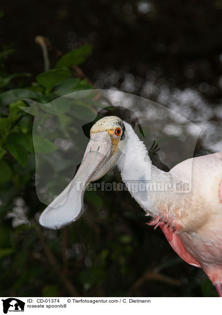 roseate spoonbill / CD-01374
