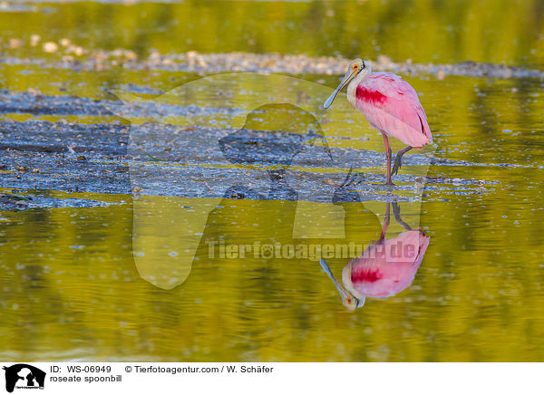 Rosalffler / roseate spoonbill / WS-06949