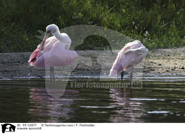 Rosalffler / roseate spoonbill / FF-12977