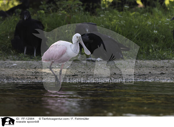 Rosalffler / roseate spoonbill / FF-12984