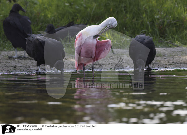 Rosalffler / roseate spoonbill / FF-12986