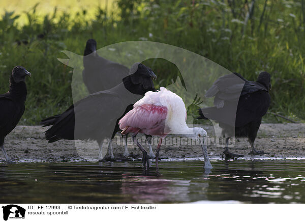 Rosalffler / roseate spoonbill / FF-12993