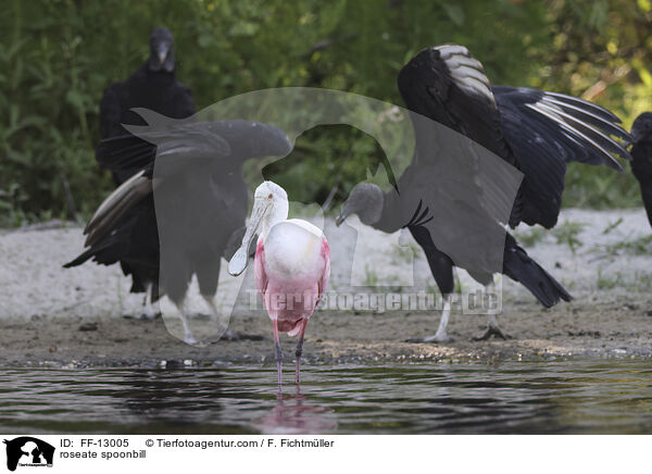 Rosalffler / roseate spoonbill / FF-13005