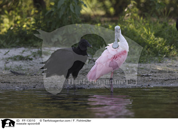 Rosalffler / roseate spoonbill / FF-13010