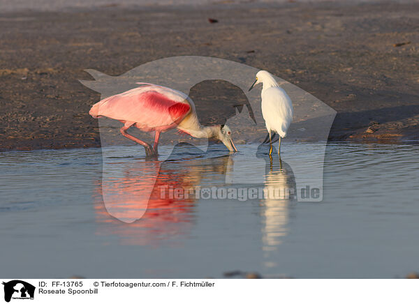 Rosalffler / Roseate Spoonbill / FF-13765