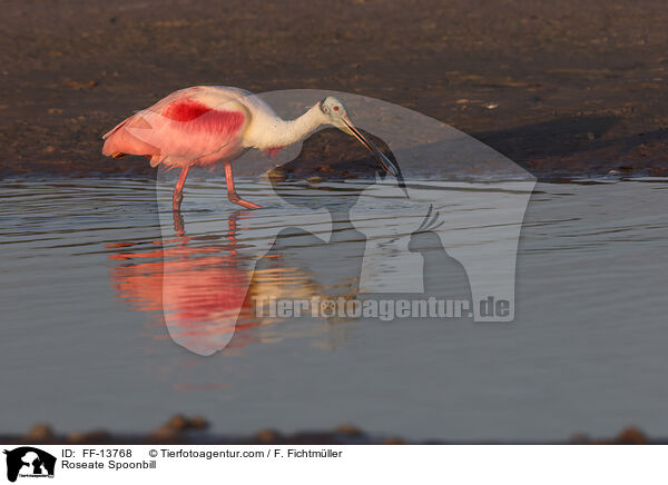 Rosalffler / Roseate Spoonbill / FF-13768