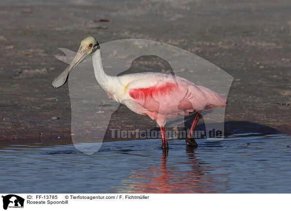 Rosalffler / Roseate Spoonbill / FF-13785