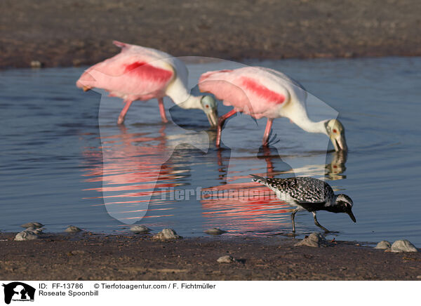 Roseate Spoonbill / FF-13786