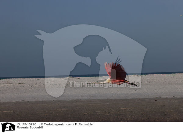 Rosalffler / Roseate Spoonbill / FF-13790