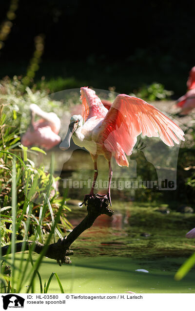 roseate spoonbill / HL-03580