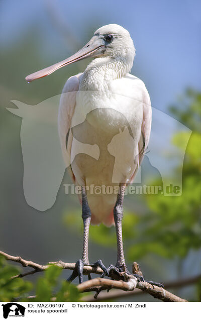 Rosalffler / roseate spoonbill / MAZ-06197