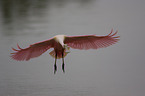 roseate spoonbill