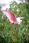 roseate spoonbill